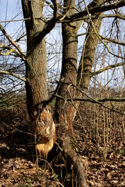 Biberspuren am Farrnbach (2).JPG