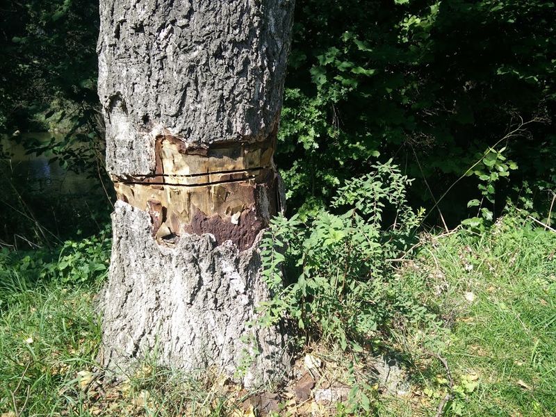 Datei:GedenktafelBenario170904 BaumAxt.jpg