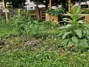 Altstadtgärtla Juni 2025 (3).jpg