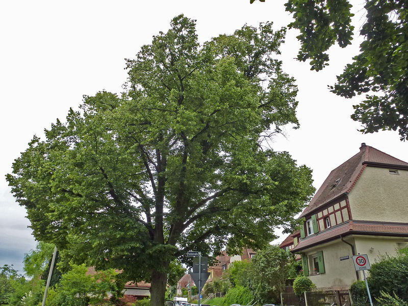 Datei:Kutzerlinde Heimgartenstraße 2017.jpg