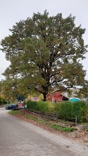 Eiche im Rennweg 90 (2).jpg
