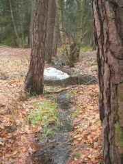 Dambach (Gewässer) IV.JPG