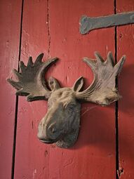 2025 10 27 Gustav 42.jpg