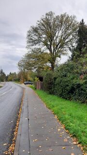 Ulme an der Parkstraße (3).jpg