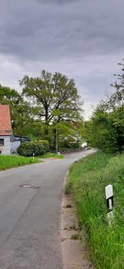 Eiche in Flexdorf.jpg