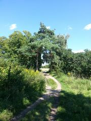 Höfener Spange 6.jpg