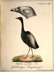 Hahn (Trompetenvogel).jpg