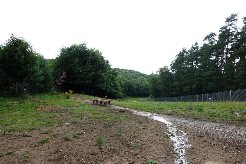 Datei:Rotwild Aug 2021 11.jpg