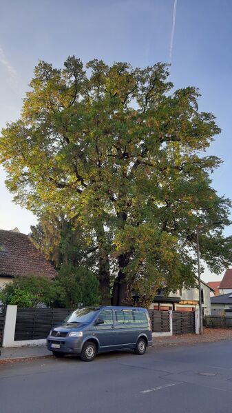 Datei:Eiche am Ronhof (1).jpg