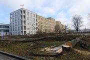 Klinikum Fürth Baumfällung Jan 2020 3.jpg