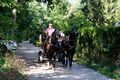 Pferdekutschenfahrt im Stadtwald bei Oberfürberg, Aug. 2020