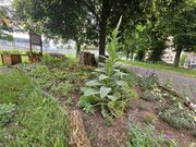 Königskerze im Altstadtgärtla Juni 2025.jpg