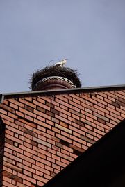 Storch Gustavstraße 18.jpg