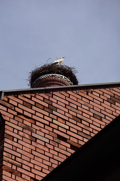 Datei:Storch Gustavstraße 18.jpg