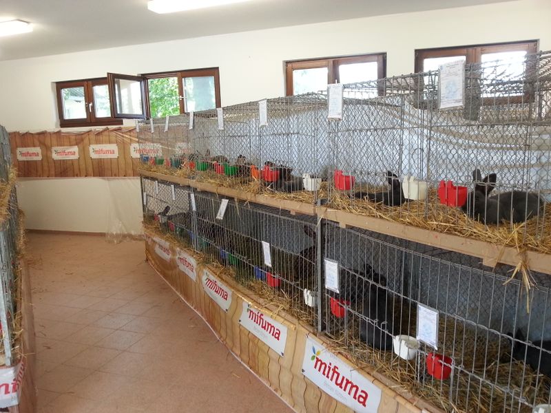 Datei:Germania (1).jpg