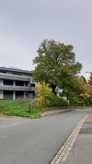 Winterlinde an der Cadolzburger Straße (1).jpg