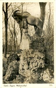 AK Mähnenschaf ugel.jpg