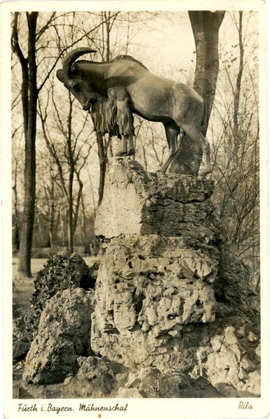 Datei:AK Mähnenschaf ugel.jpg