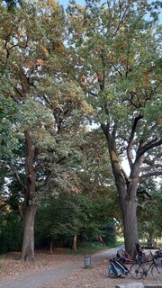 Naturdenkmal Zwei Stiel-Eichen am Pegnitz-Uferweg (3).jpg