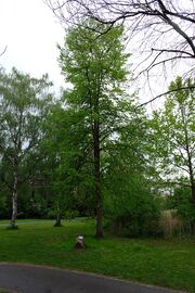 CSU Linde 1990 2002 1.jpg