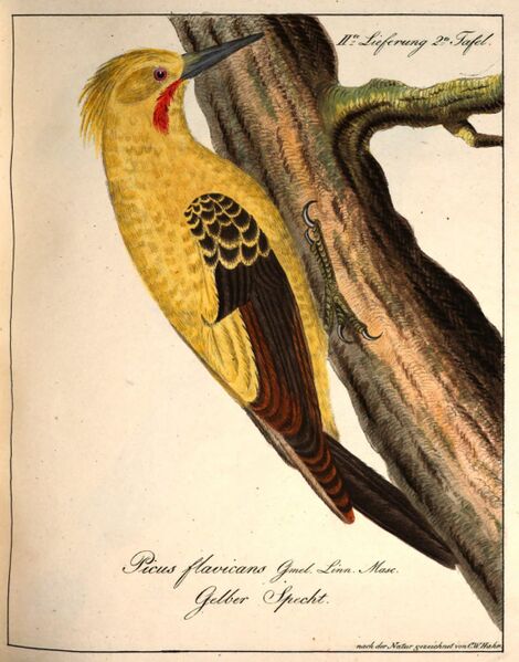 Datei:Hahn (Specht).jpg