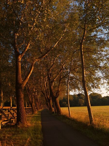 Datei:Pappelsteig 2022-06-25.jpg