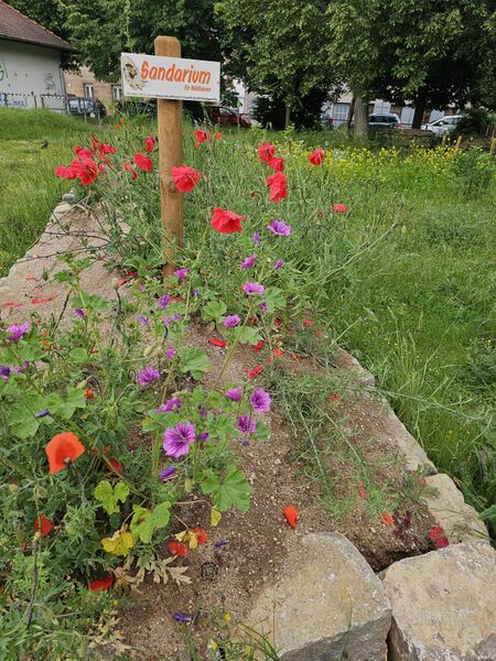 Datei:Sandarium im Altstadtgärtla Juni 2025.jpg