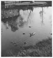 Schmidtkunstweiher 4 1956.jpg