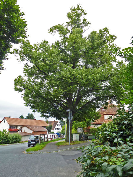 Datei:Kutzerlinde 2017.jpg