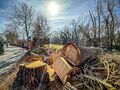Gefällte stattliche Pappel am Beginn der Ulmenstraße (Pegnitzufer), Aufnahme vom 9. März 2025