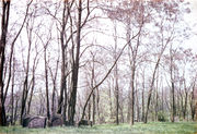Jüdischer Friedhof 1971 img120.jpg