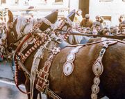 NL 16-127-146 Scherzer Erntedankumzug Okt 1981.jpg