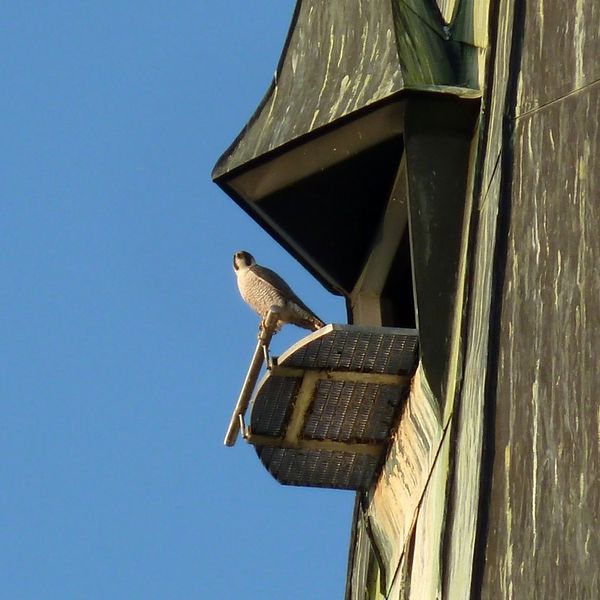 Datei:Wanderfalke Paulskirche.jpg