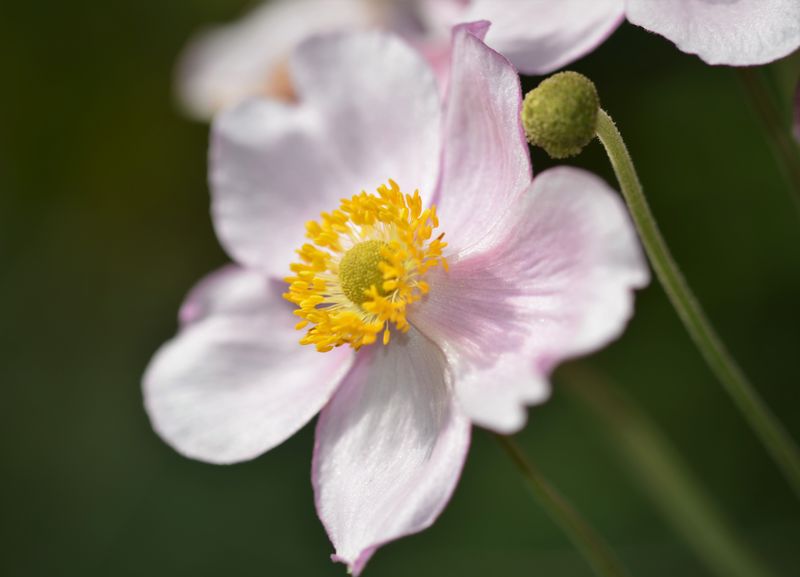 Datei:Anemone hupehensis 4442.jpg