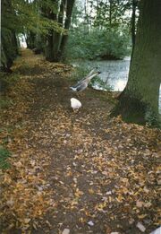 NL-FW 04 1174 KP Schaack Lohestr. 27 24.10.1997.jpg