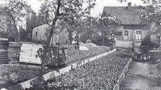 Blumen Pfaff 1940.jpg