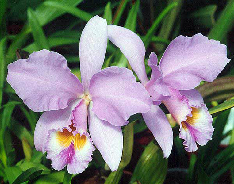 Datei:Cattleya gaskelliana.jpg