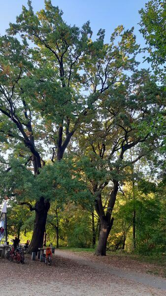 Datei:Naturdenkmal Zwei Stiel-Eichen am Pegnitz-Uferweg (2).jpg