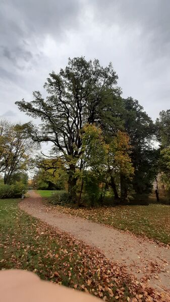 Datei:Eiche im Schloßgarten von Burgfarrnbach (1).jpg